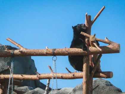 Строители дороги под Казанью убили медведя — Telegram