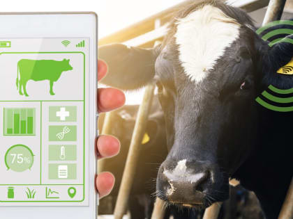 В России 2,1 млн животных и 33 тыс. групп животных прошли маркировку и занесены в систему «Хорриот»