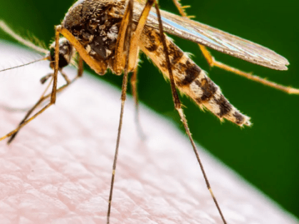 Европа в шоке: комар-переносчик лихорадки Денге уже поселился в Италии