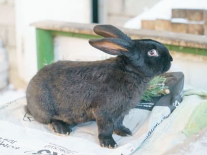 Ушастики в подарок: как челнинские пенсионеры восемь лет разводят кроликов