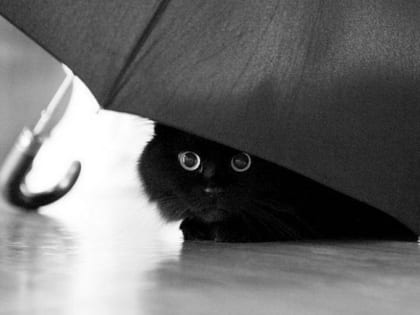 Зонты от солнца или дождя: чего ждать от погоды в Татарстане в начале недели