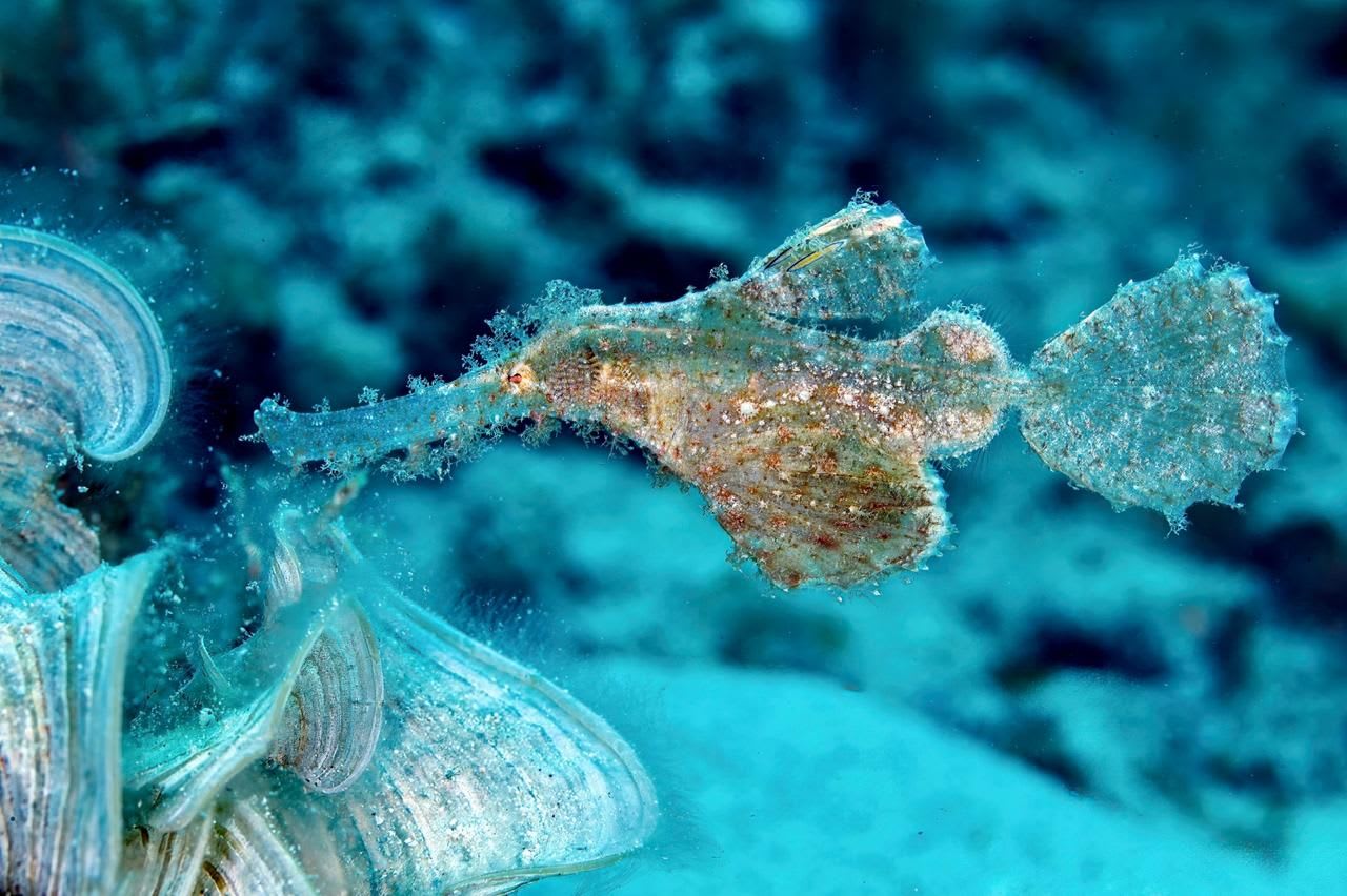 Vibrant Coral Gardens