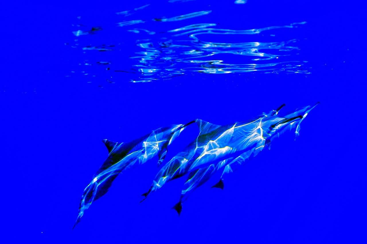 Round Island — Shark Diving