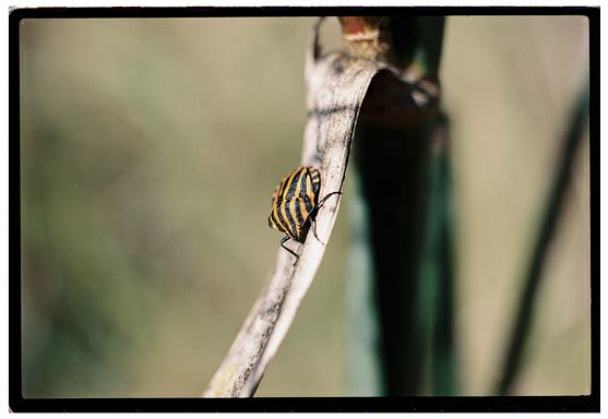 Fujicolor C200 — sample shot