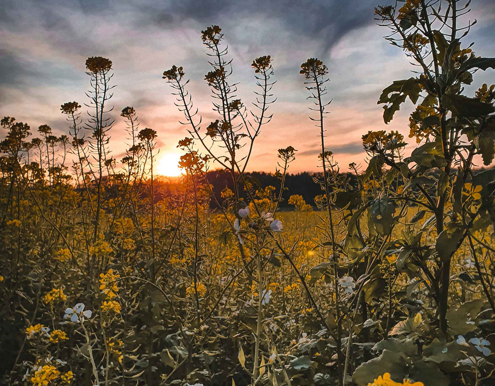 Tipps für Gassigeher im Herbst