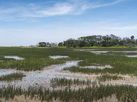 ACE Basin Bay Beach Botany Carolina Coast Klaus Küste LOWA Naturschutz Park Preserve Schachtner South Strand Vögel Wald Wasser Wildlife Heritage