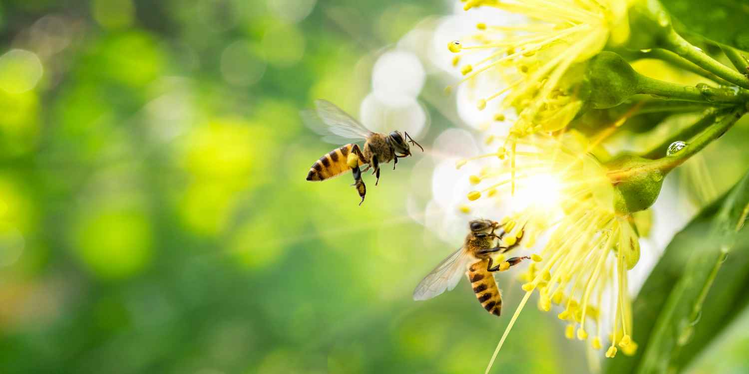 à¸ºBee collecting pollen at yellow flower. Bee flying over the yellow flower in blur background