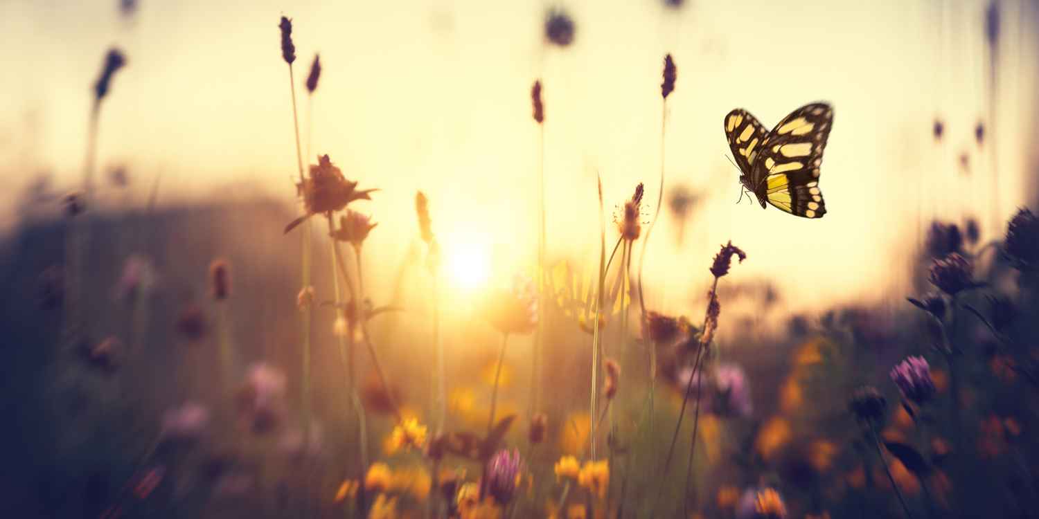 Summer meadow with butterfly at sunset.
