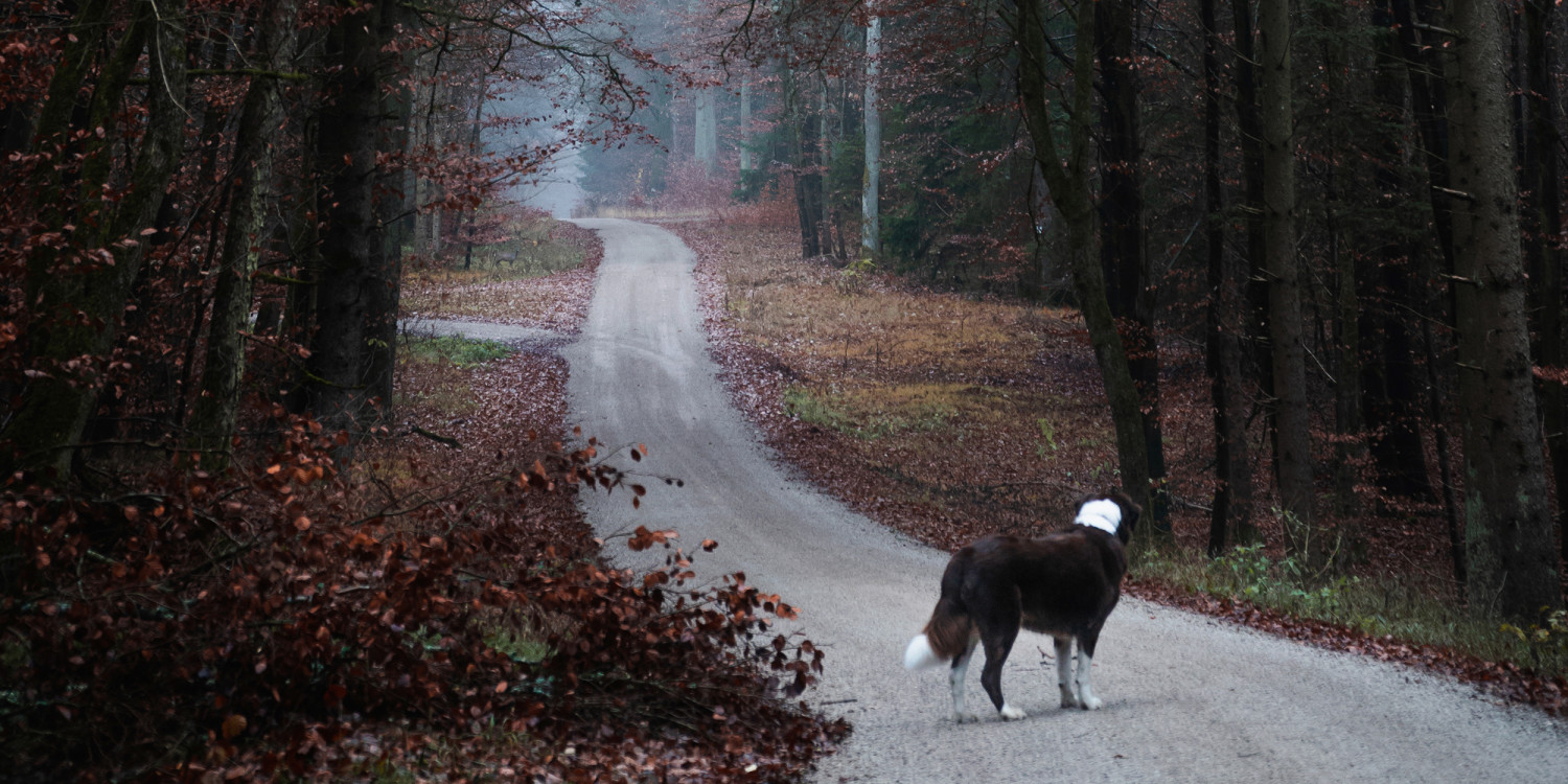Tipps für Gassigeher im Herbst
