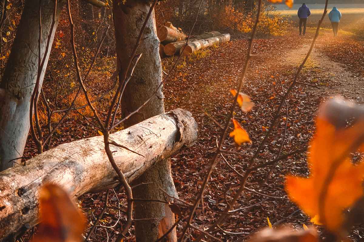 Tipps für Gassigeher im Herbst