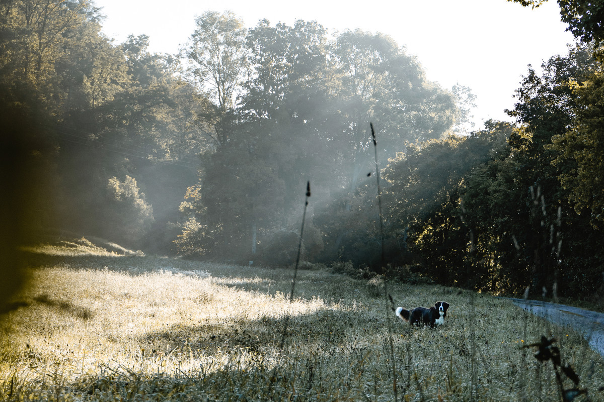 Tipps für Gassigeher im Herbst