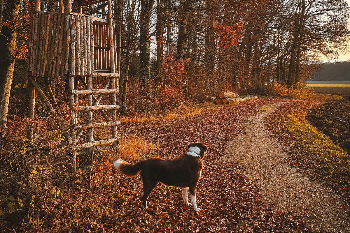 Tipps für Gassigeher im Herbst