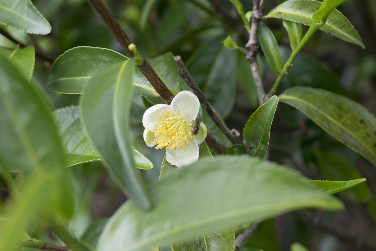 pixabay_tea-flower-2579512