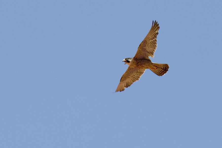 peregrine-falcon-1921799