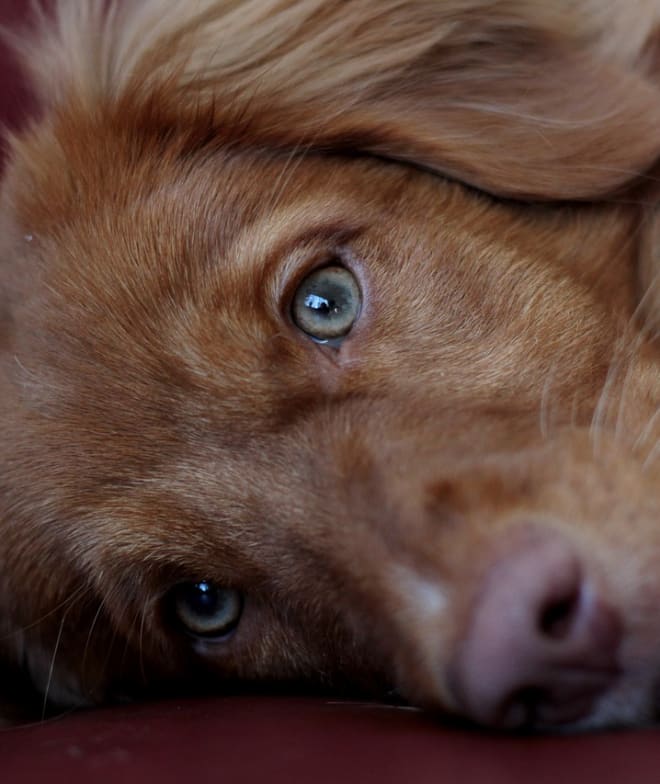 A dog named Max