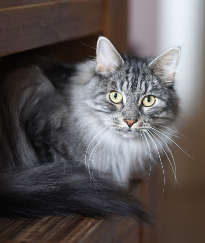 A cat named Whiskers