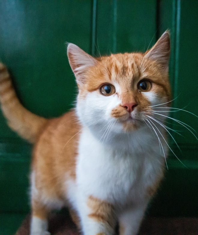 A cat named Sherbet