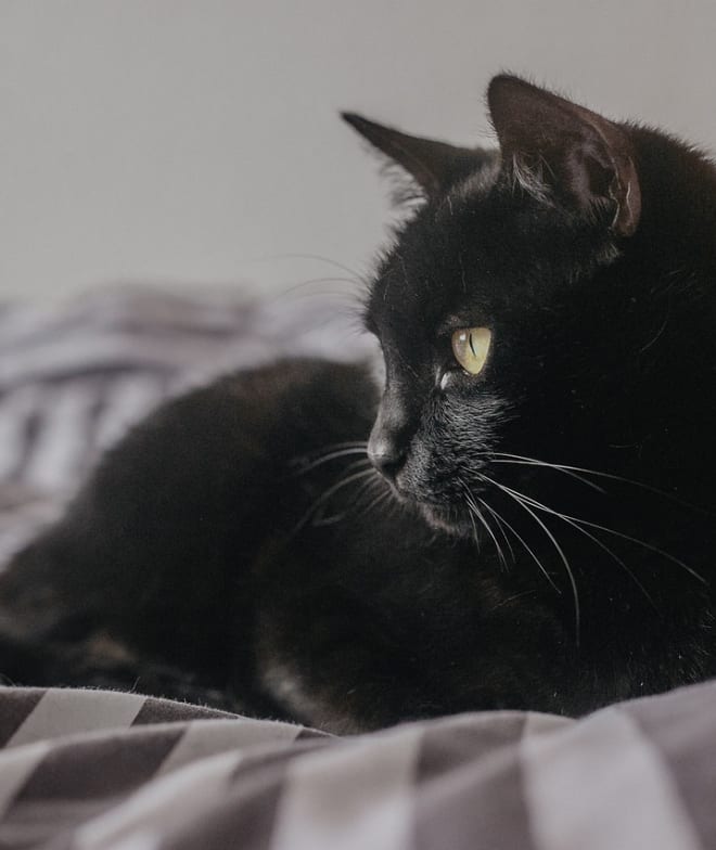A cat named Luna