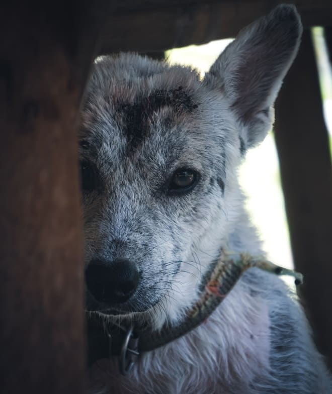 A dog named Rusty