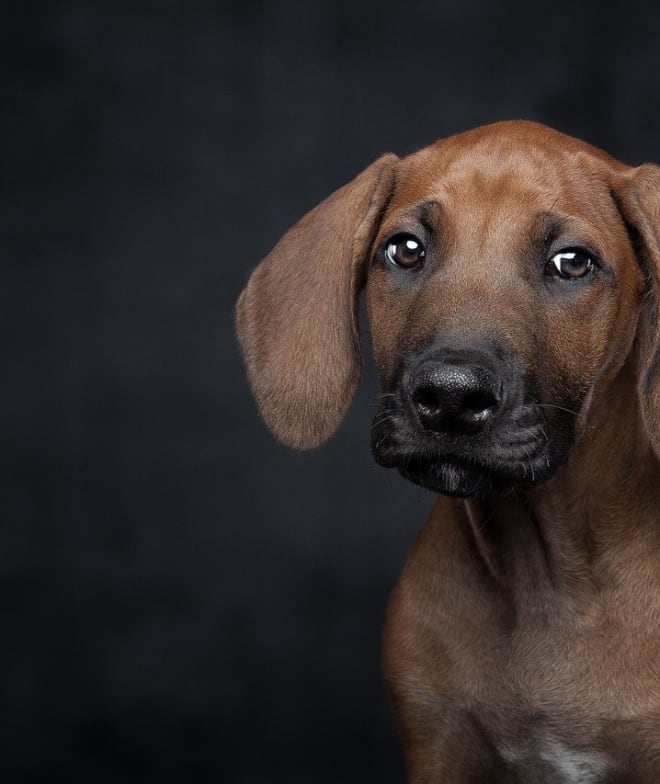 A dog named Sadie