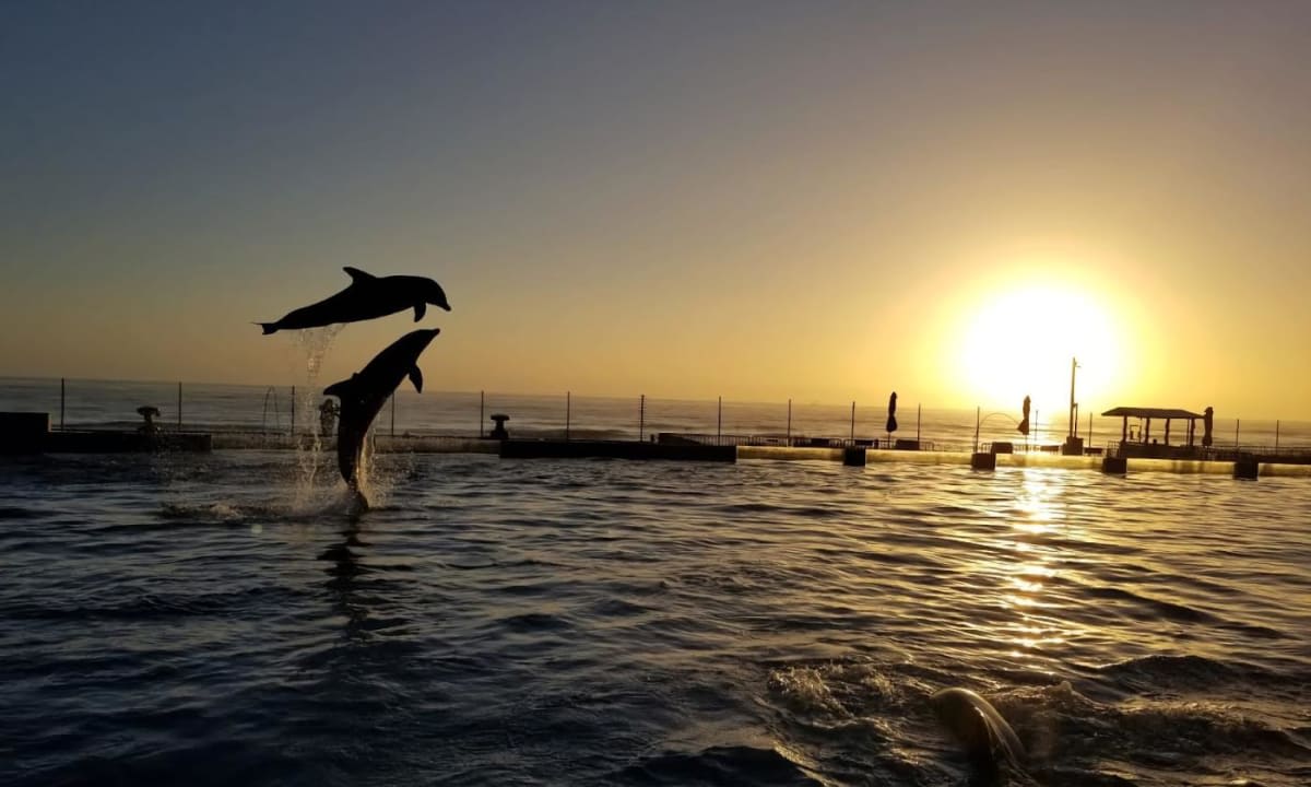 Marineland Dolphin Adventure image 1