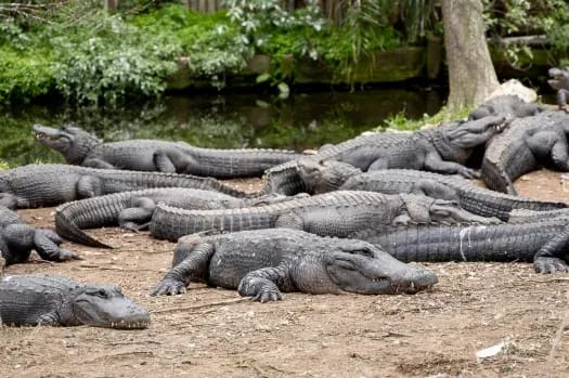 St. Augustine Alligator Farm Zoological Park image 1