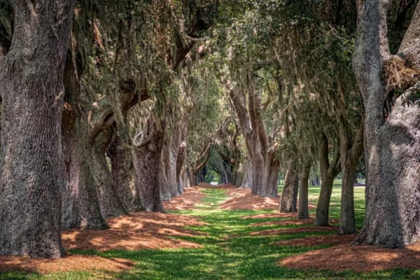 Avenue of the Oaks
