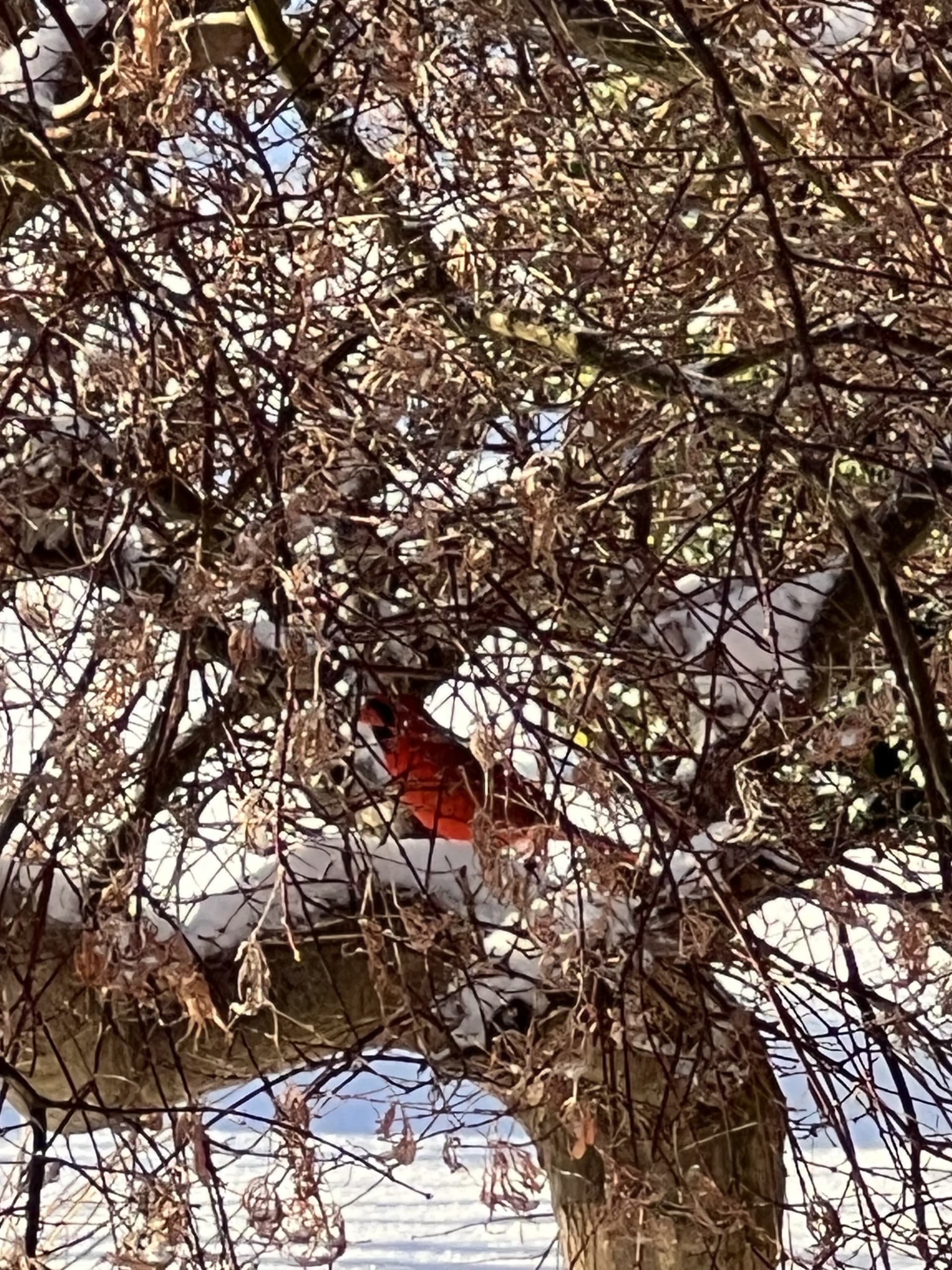 red cardinal in a small japanese maple tree among the branches with snow. Christmas year-round