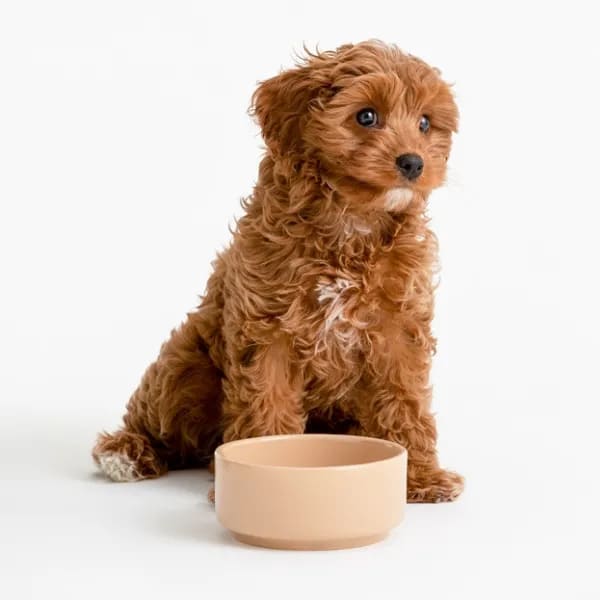 Stoneware Pet Bowl