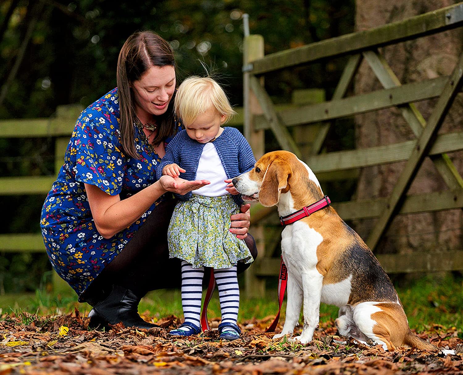 HALTI Dog Collar Black 4