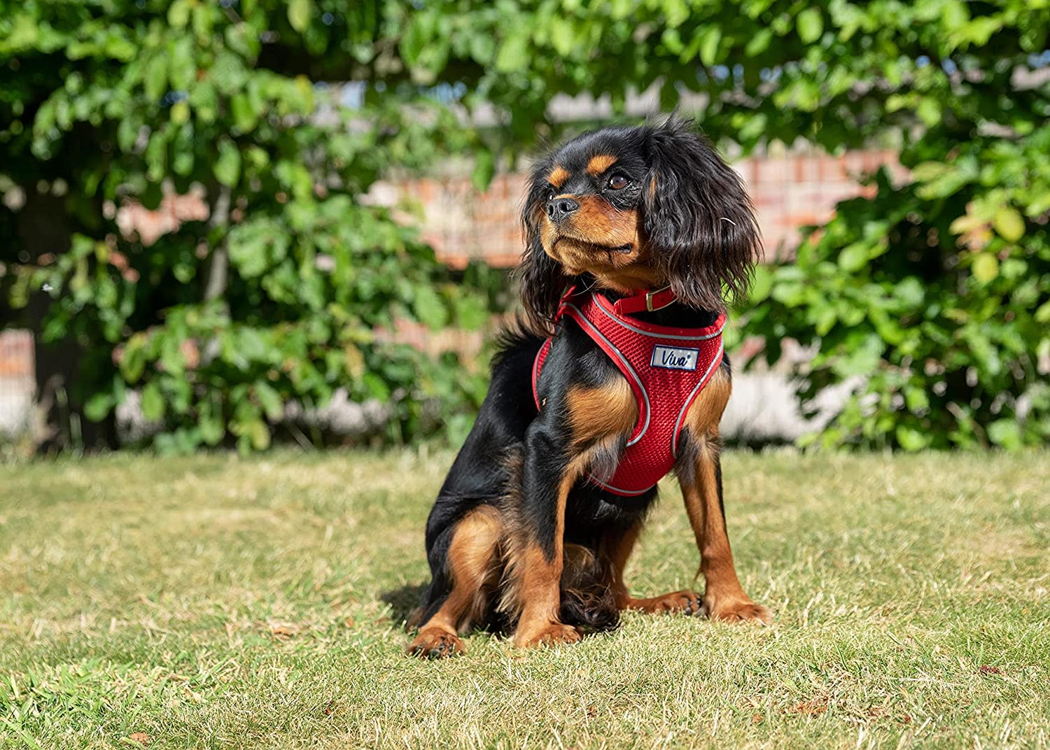 Mesh Dog Harness - Red