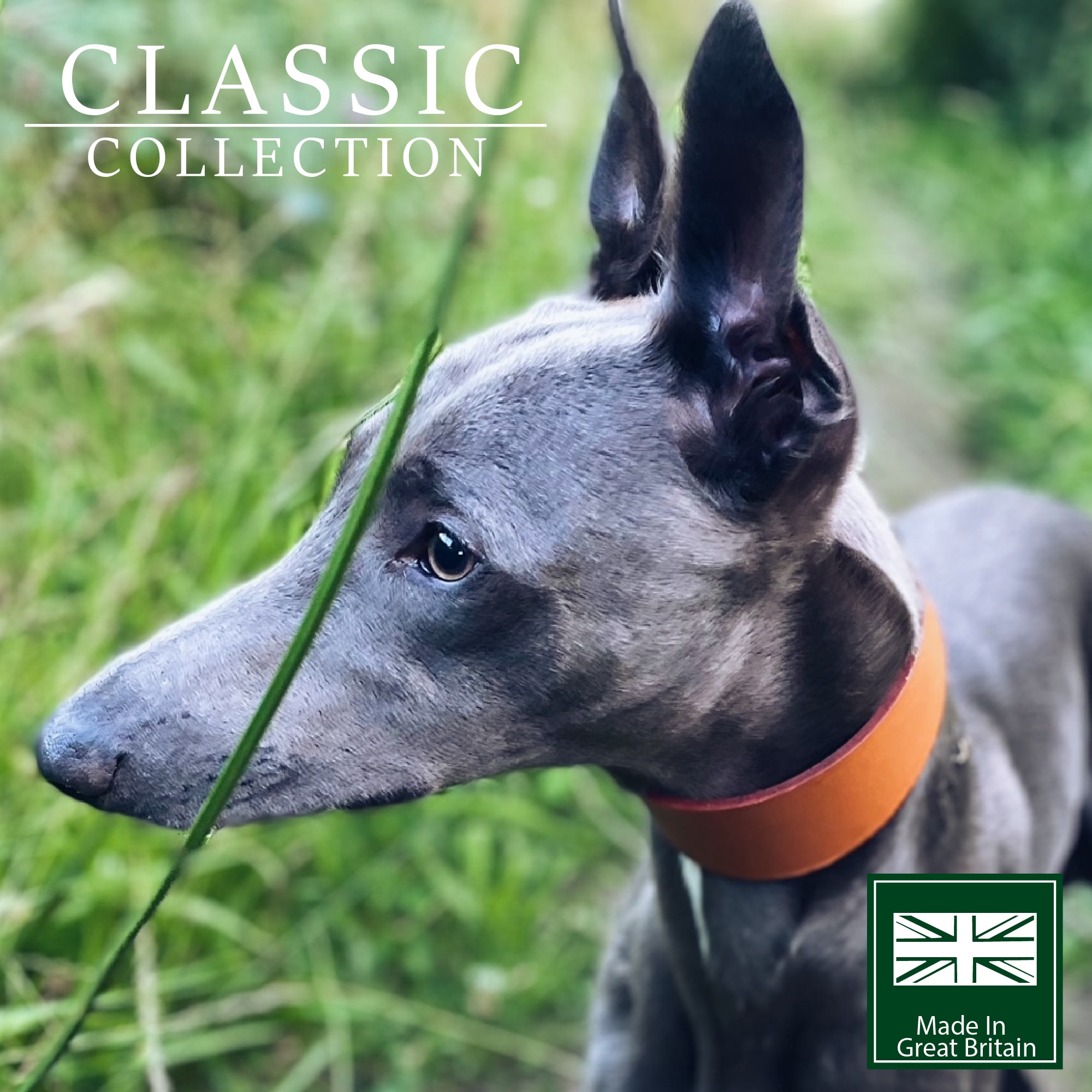 Leather Whippet Collar - Brown Tan