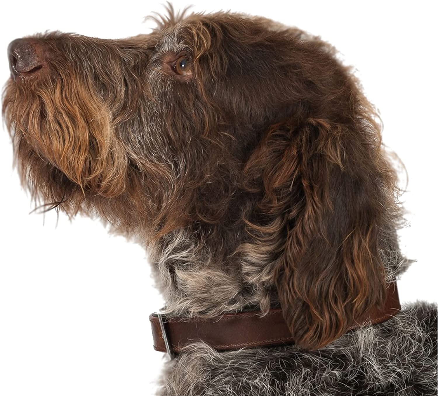 Timberwolf Leather Dog Collar - Sable Brown