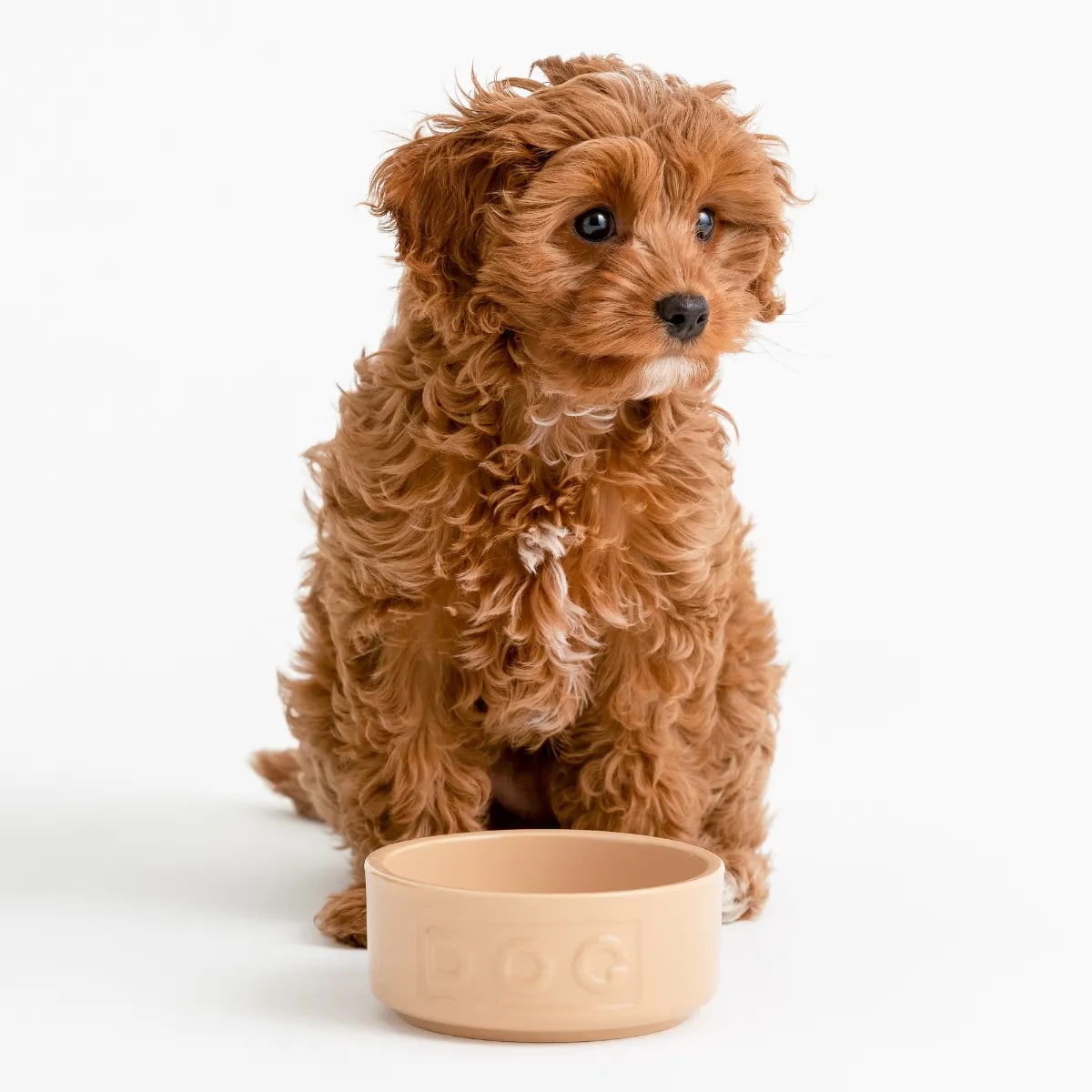 Stoneware Dog Bowl - Embossed DOG