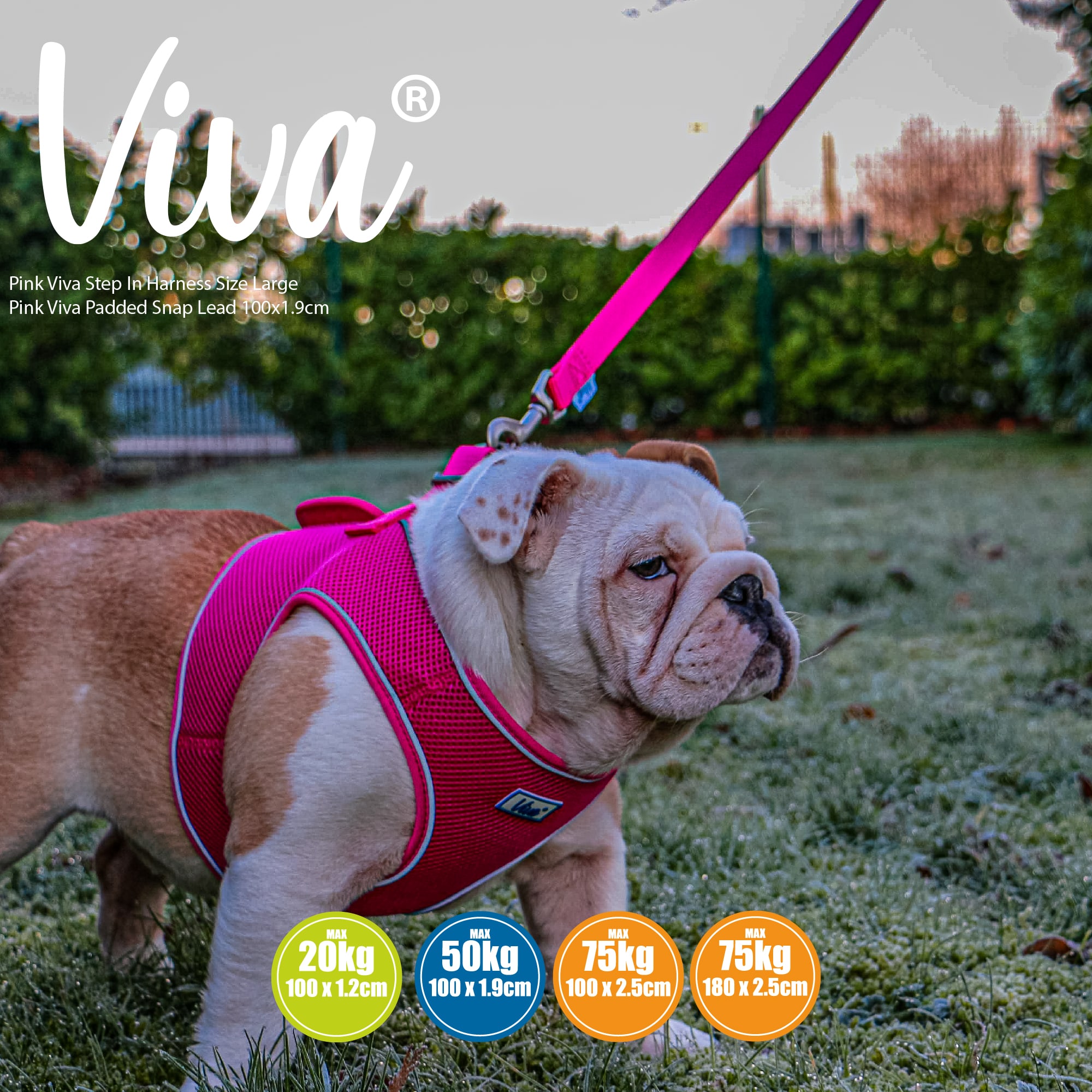 Padded Dog Lead - Pink Raspberry