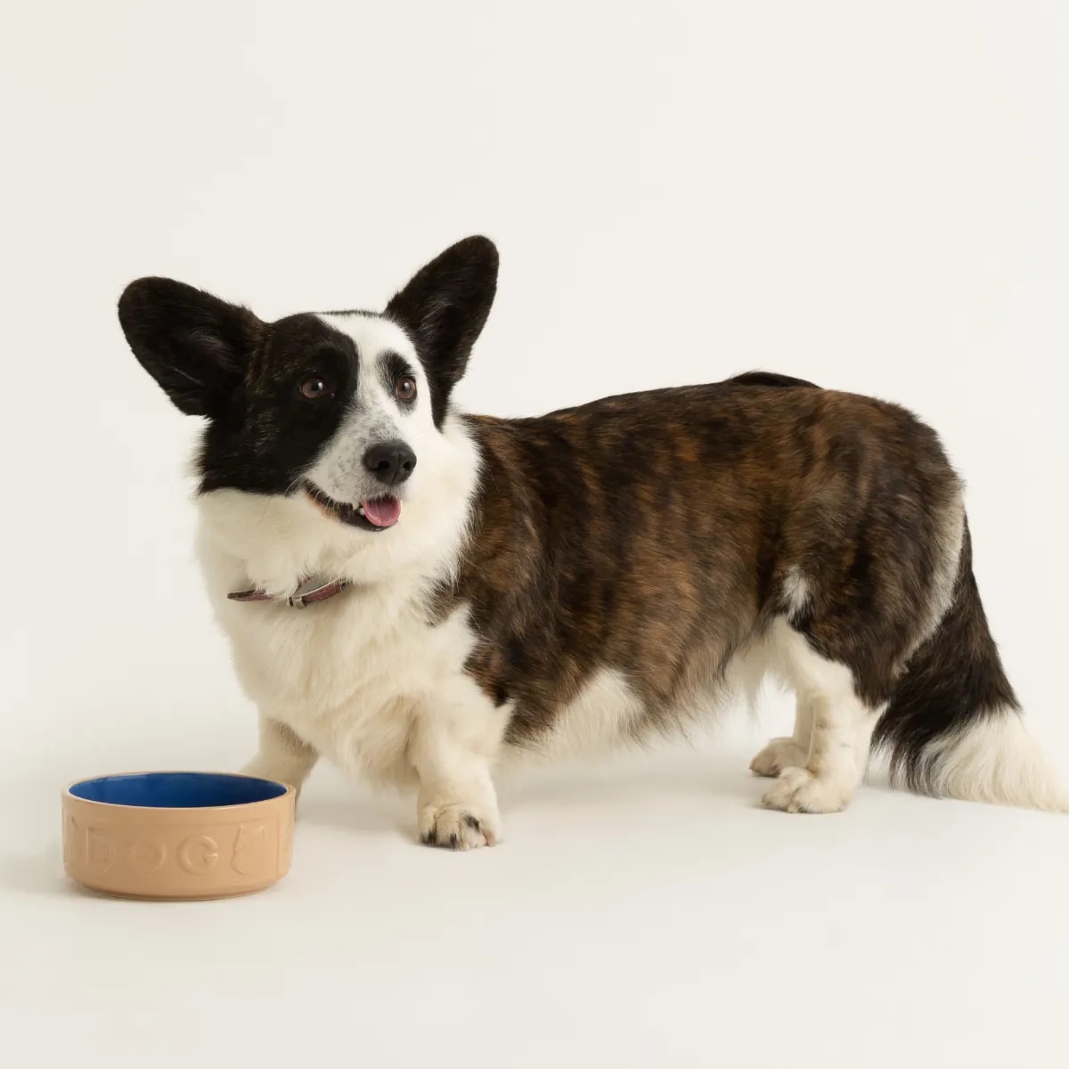 Stoneware Blue Dog Bowl - Embossed DOG