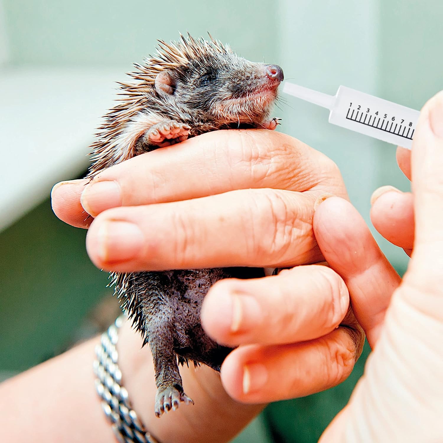 Feeding Syringes For Puppies, Kittens And Small Animals
