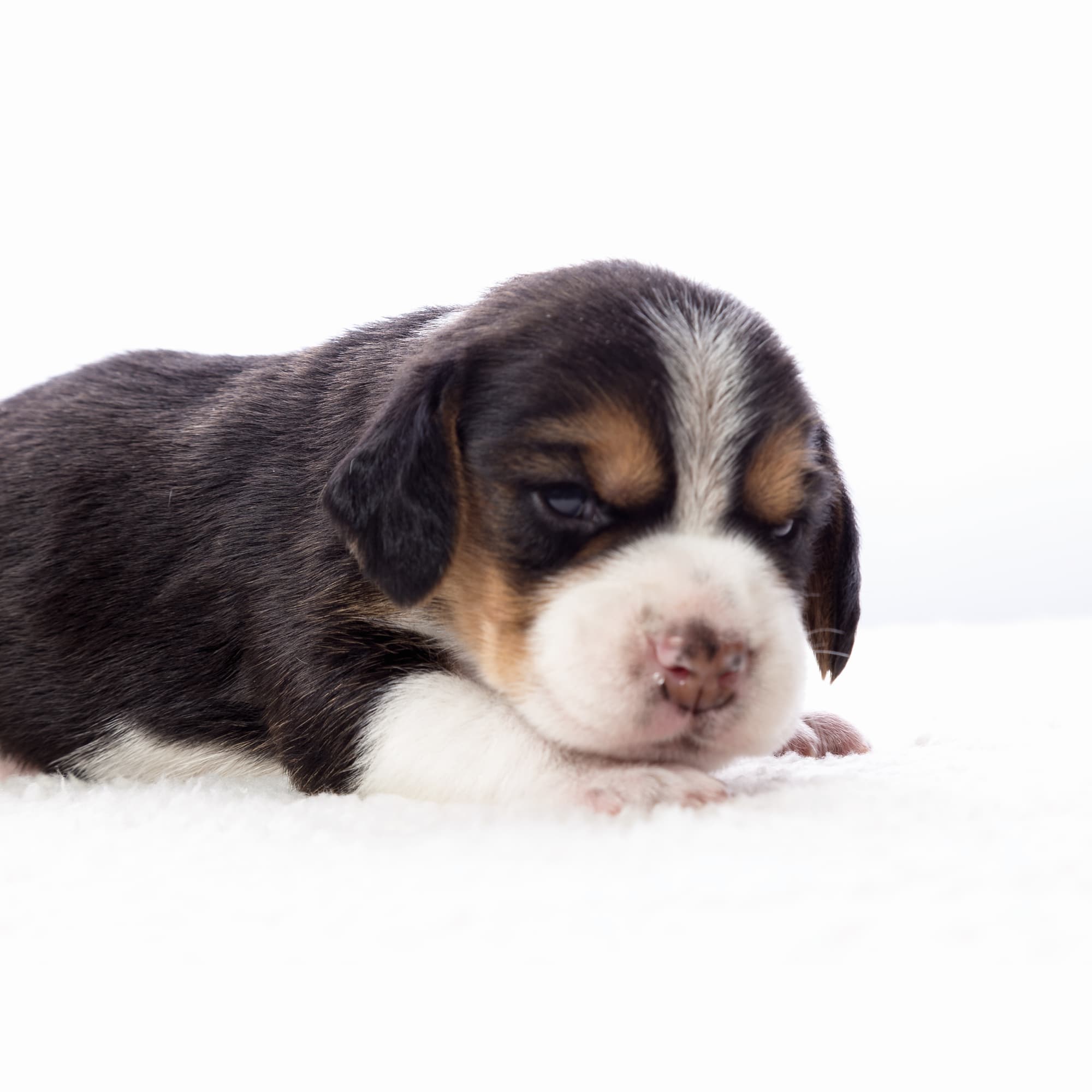 Feeding Syringes For Puppies, Kittens And Small Animals