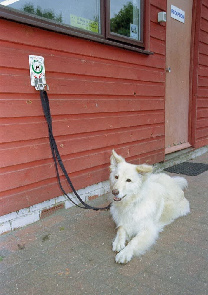 HALTI Dog Training Lead - Red