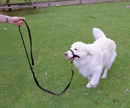 HALTI Dog Training Lead - Black