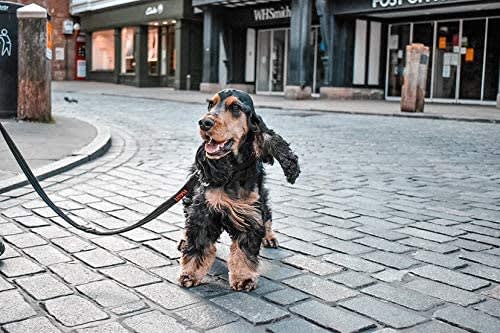 HALTI Dog Training Lead - Black