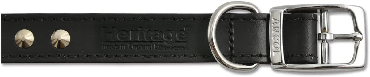 Studded Leather Dog Collar - Black