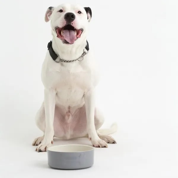 Stoneware Dog Bowl - Embossed Bone Grey