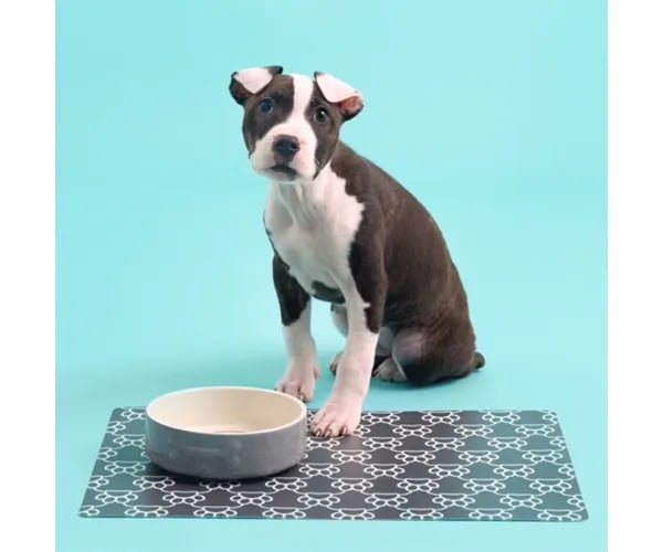 Stoneware Dog Bowl - Embossed Bone Grey