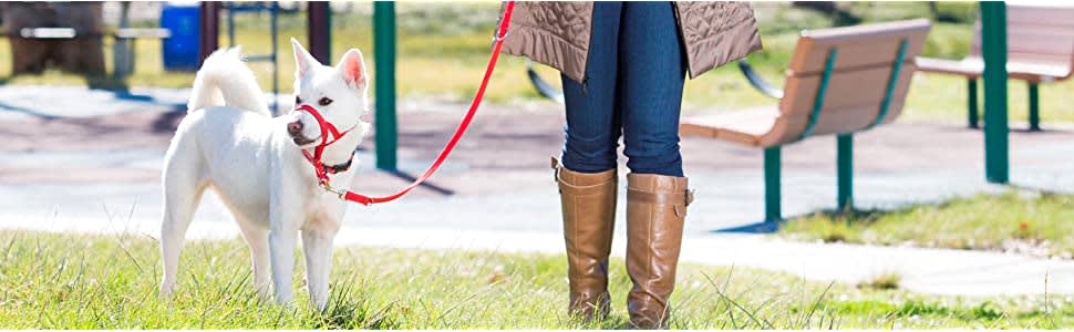 HALTI - Black Head Collar6