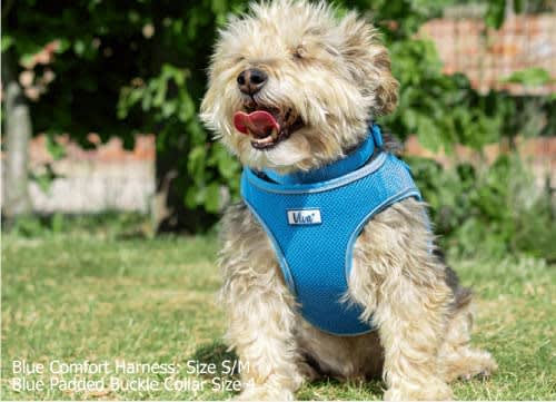 Mesh Dog Harness - Blue