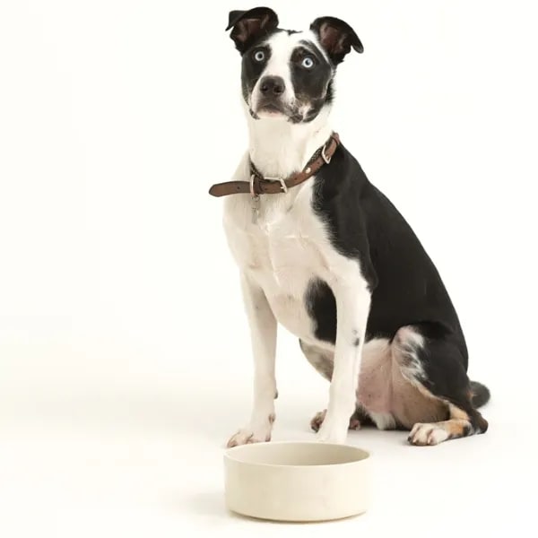 Stoneware Dog Bowl - Embossed Bone Cream