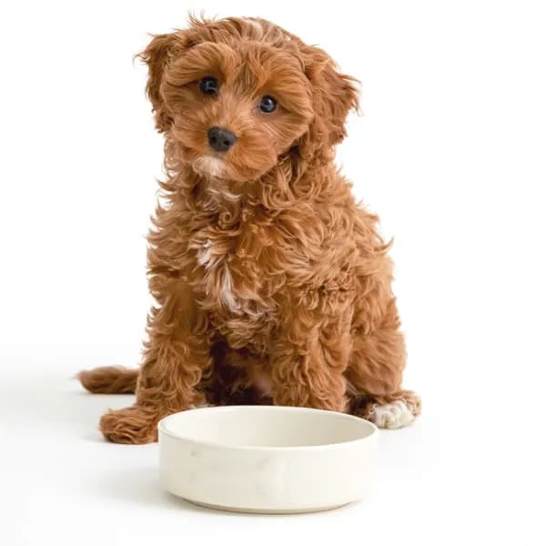 Stoneware Dog Bowl - Embossed Bone Cream
