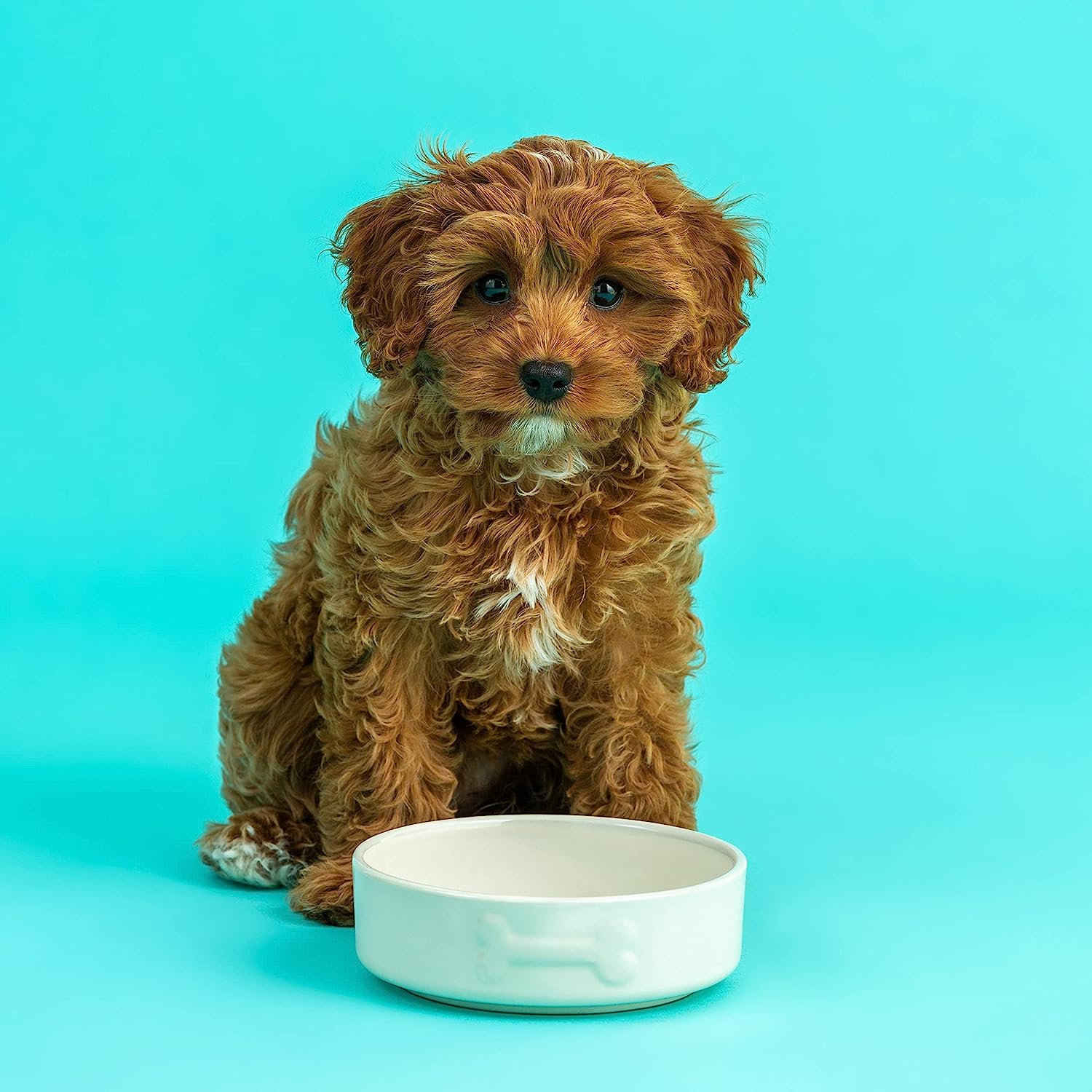Stoneware Dog Bowl - Embossed Bone Cream