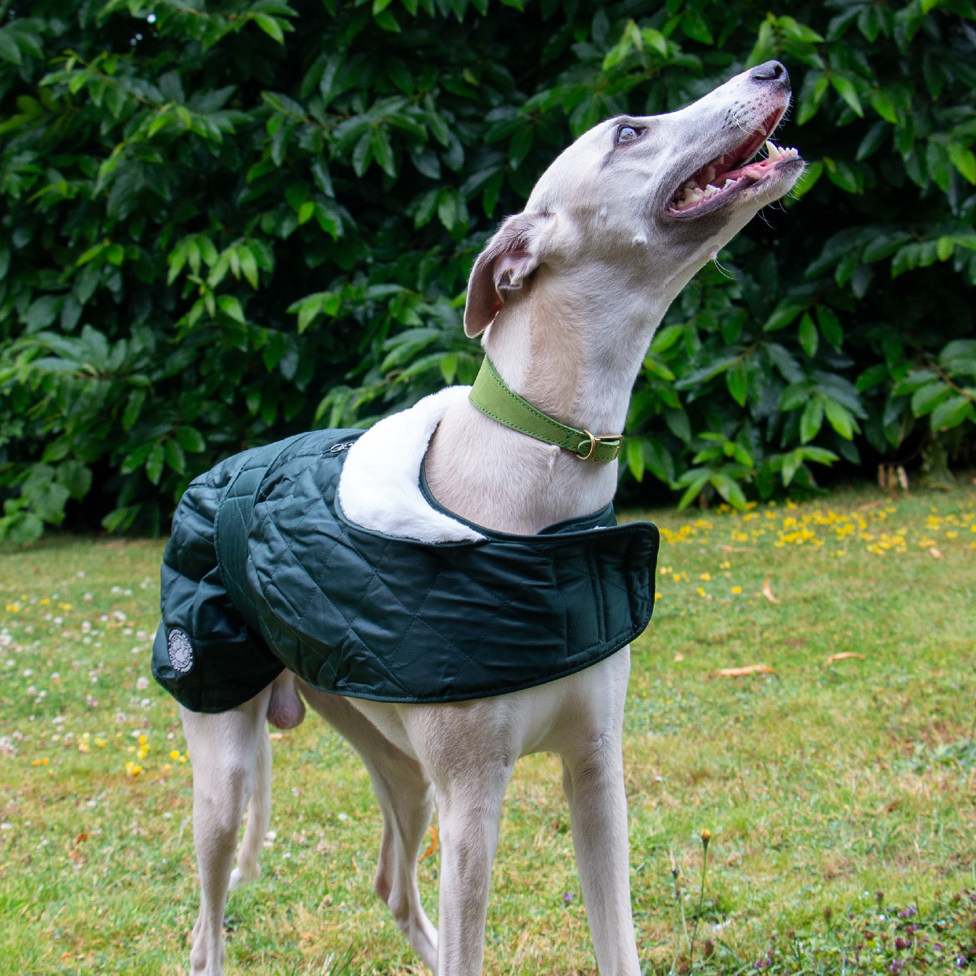 Quilted Hound Coat - Green
